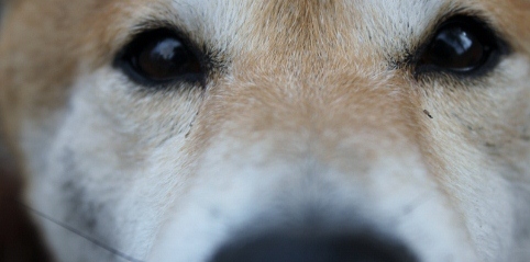 Ett hunddagis i Göteborg - Delsjöns Hundcenter
